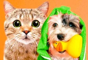 Benefícios dos cães e gatos para nossa saúde!