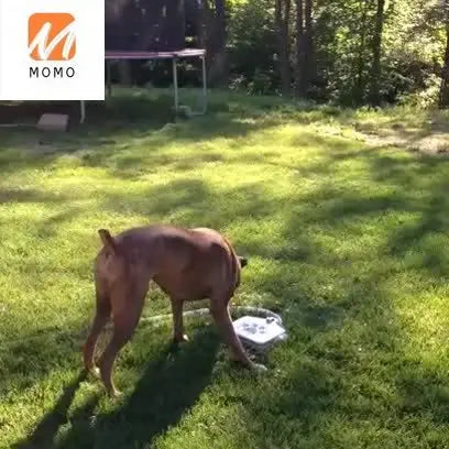 "Top-selling automatic pet water fountain and feeder, featuring a paw-shaped design, ideal for large dogs to ensure hydration and feeding convenience."